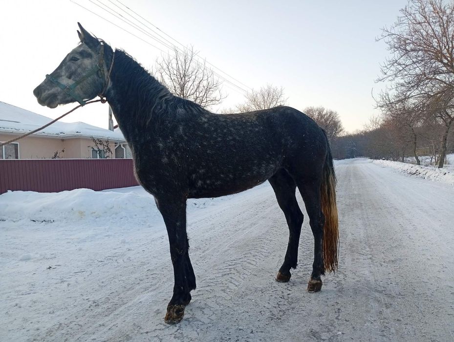 Продам. Київська обл