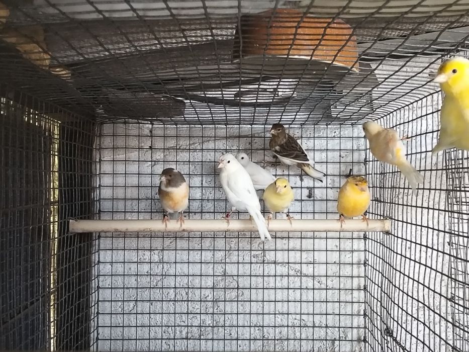 Várias Aves disponíveis