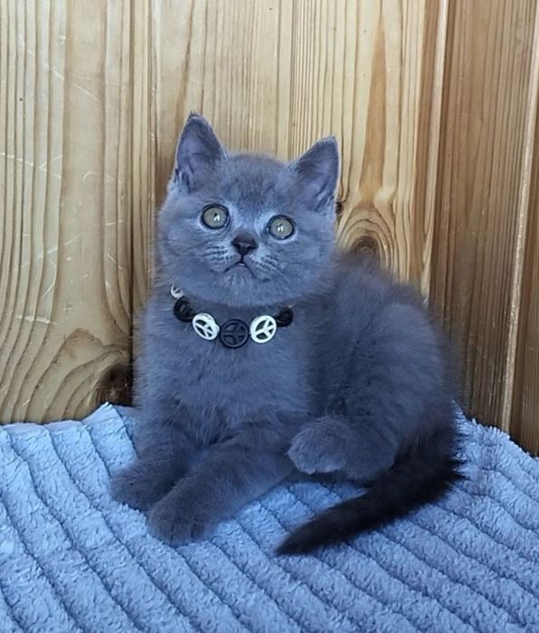 шотландські котики