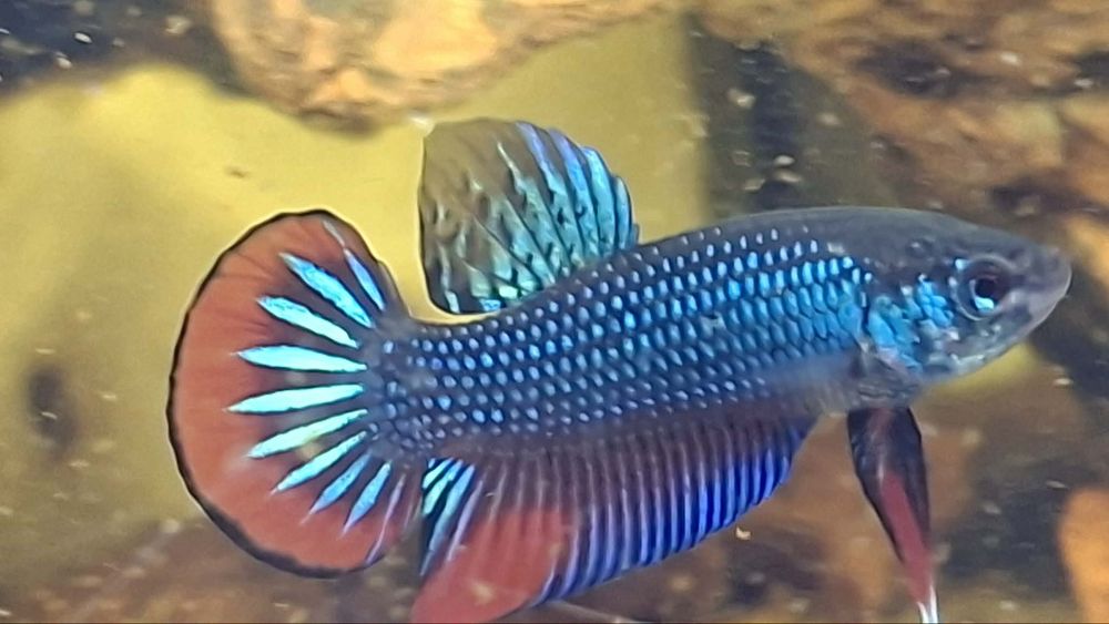 Bettas imbillis criação própria