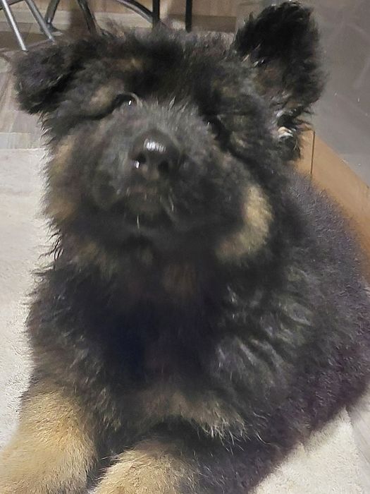 Німецька вівчарка. Купити гарного песика