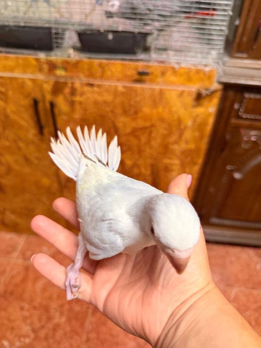 Ring necks de 2026