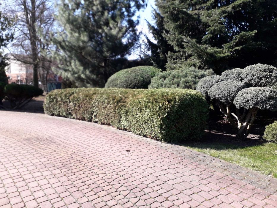 cięcie żywopłotów Formowanie krzewów ozdobnych pielęgnacja ogrodu