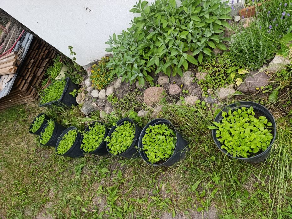 Jeżówka purpurowa siewki