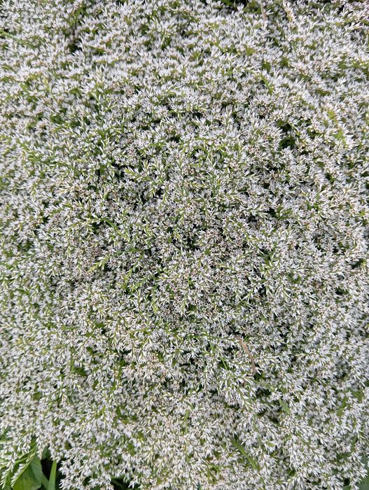 zatrwian tatarski kwiat suszony 2025