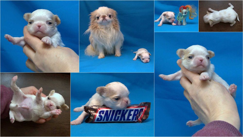 Japanese Chin in Ukraine