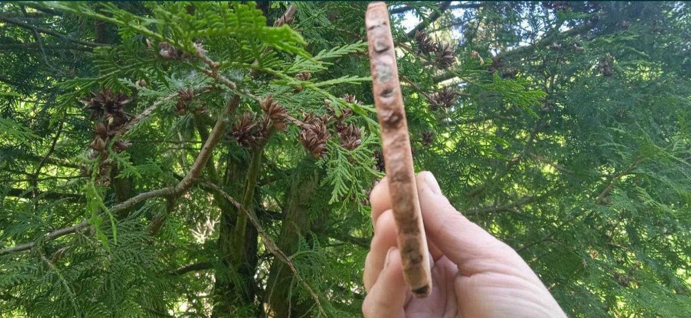 Plastry drewna ,300 szt, 2-10 cm, krążki drewniane Konin • OLX.pl