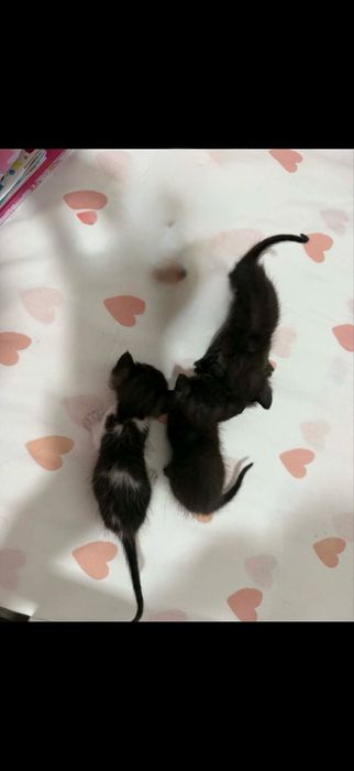 Dou gatos/as bebes