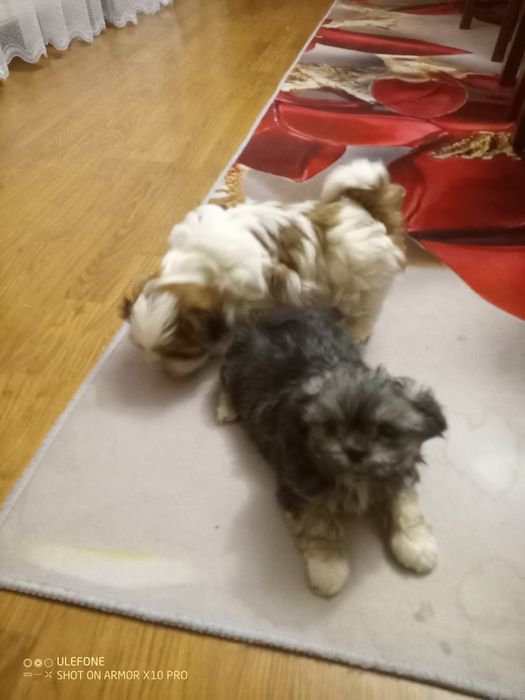Suczka  SHIH TZU