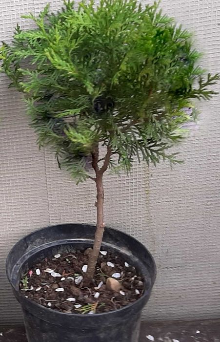 Tuja Danica na pniu w kształcie drzewka 30- 50 cm.