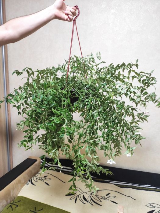 Продам рослину Хойя Белла