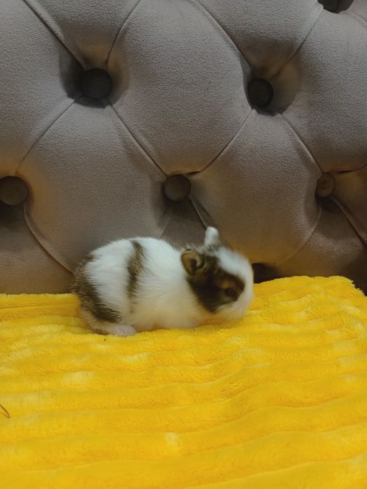 Міні кролики,карликові кролики,карликовий кролики,миниатюрни кролики,