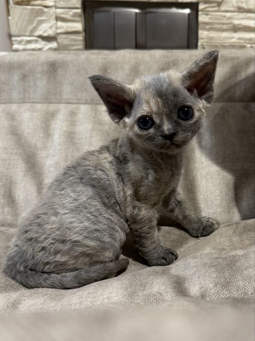 Cyntiah   ZAREZERWOWANA - prawdziwa księżniczka Devon Rex