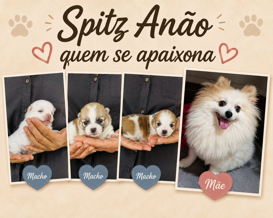 Spitz Anão macho