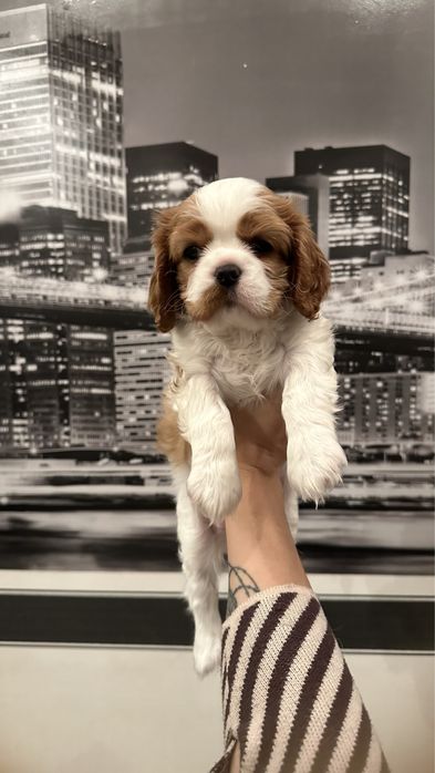 Дівчинка кавалер кінг чарльз спаніель