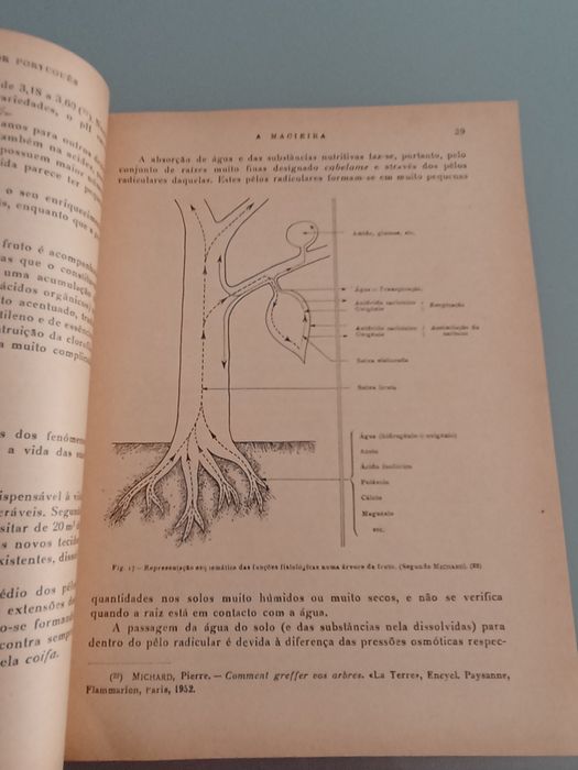 As Pomóideas (Macieira & pereira) Manual Enciclopédico do Agricultor Português. Duarte Amaral Fruticultura especial, fruteiras alimentares.   1954