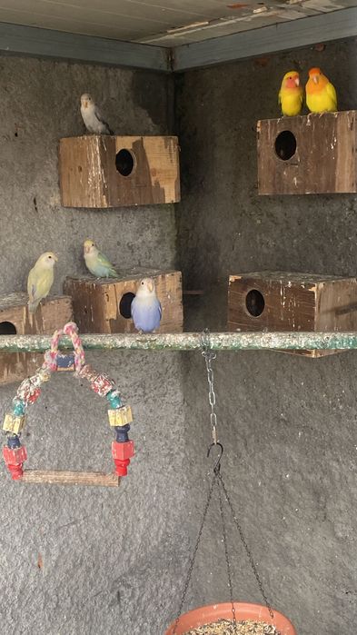 Vendo Agapones rossicols