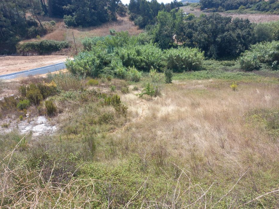 Limpeza de terrenos  e abates de árvores