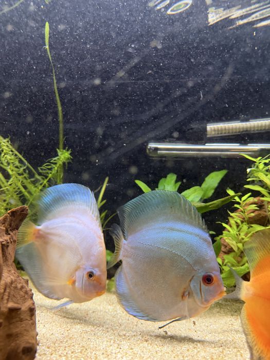 Vendo 2 discus tamanho 13/14