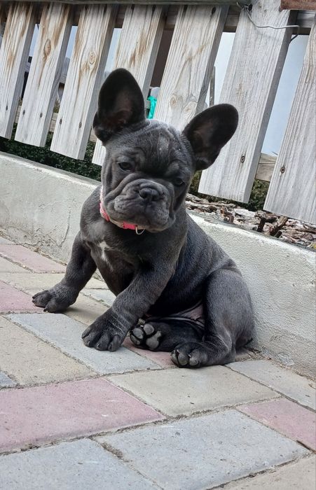 Французький бульдог дівчинка