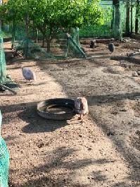 Jaja lęgowe perliczek, sprzedam