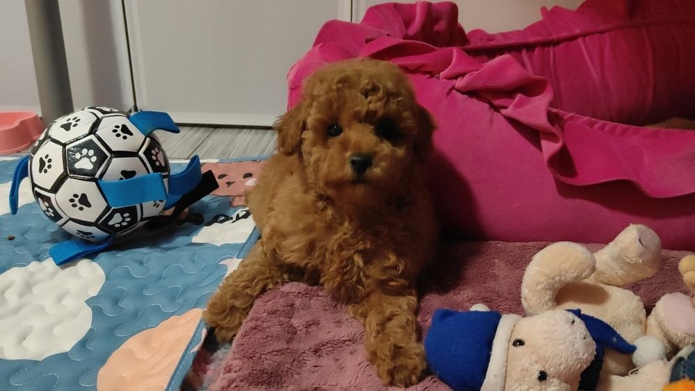 Малиш .той пудель :