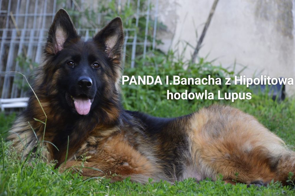 Owczarek niemiecki długowłosy - YORDAN