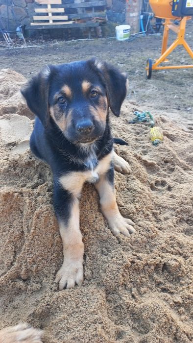 Pieski, szczeniaki, oddam za darmo. Zarezerwowane.