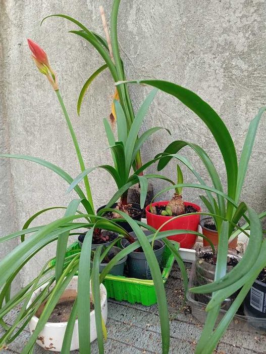 Комнатные растения (5 видов)