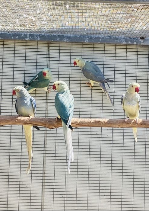 Ring Necks .Super preços