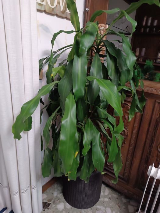 Planta ikea com jarro