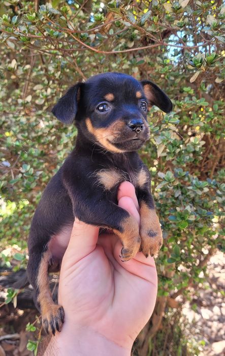 Pinscher mini femea