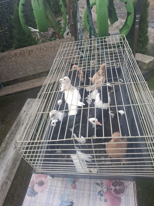 Gołebie młode ozdobne