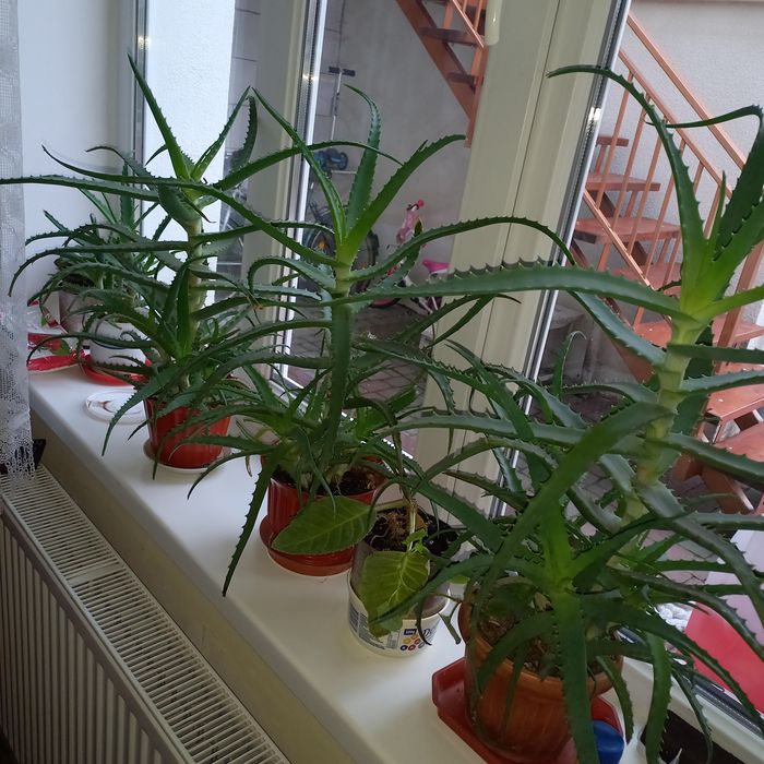 Алоє, алой , aloe