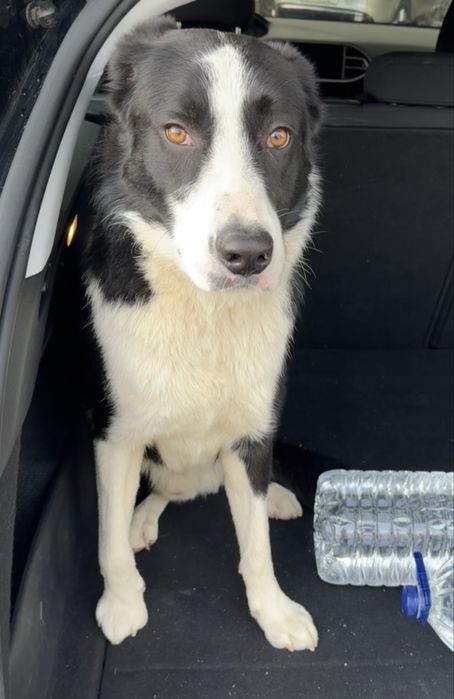 Encontrei: Cachorro docil para adopção