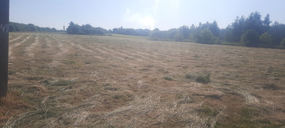 Сіно,' ⁸ у тюках 2025 року. 80 гр Приймаю замовлення на люцерню  .