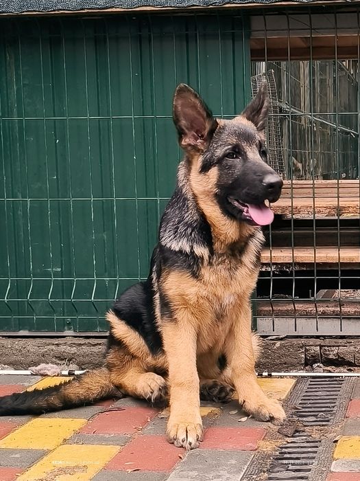 Девочка. КСУ, 4 месяца