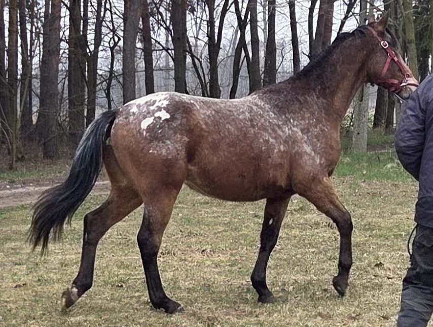 Walach malopolski 2 lata