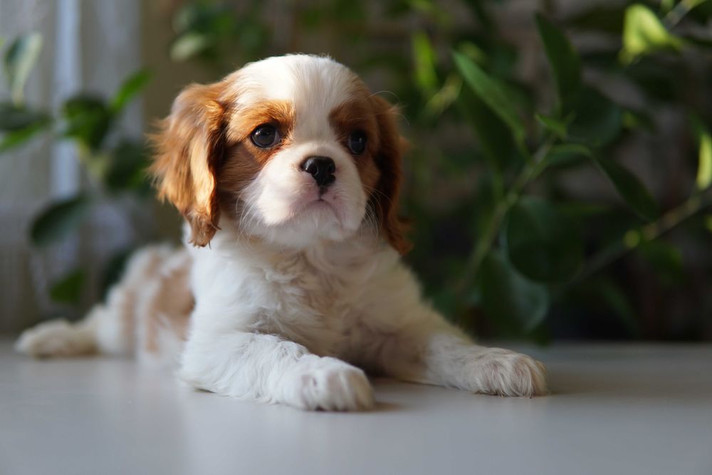 Szczeniaczek Cavalier King Charles Spaniel