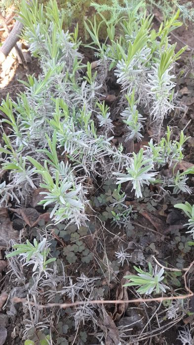 Лаванда однорічні саджанці