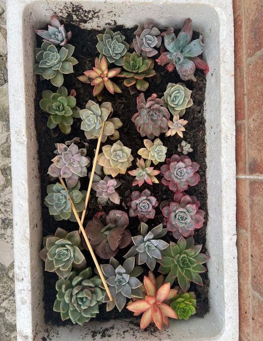 Suculentas Caixinhas “aprendiz”  Caixas com 20 suculentas de diversas variedades. (Sortidas)  20 suculentas 20€ ( sai 1€ cada)