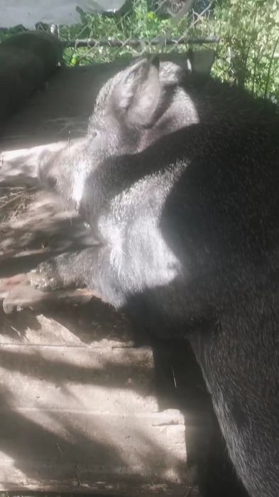 Продаєм Свиню Кабан