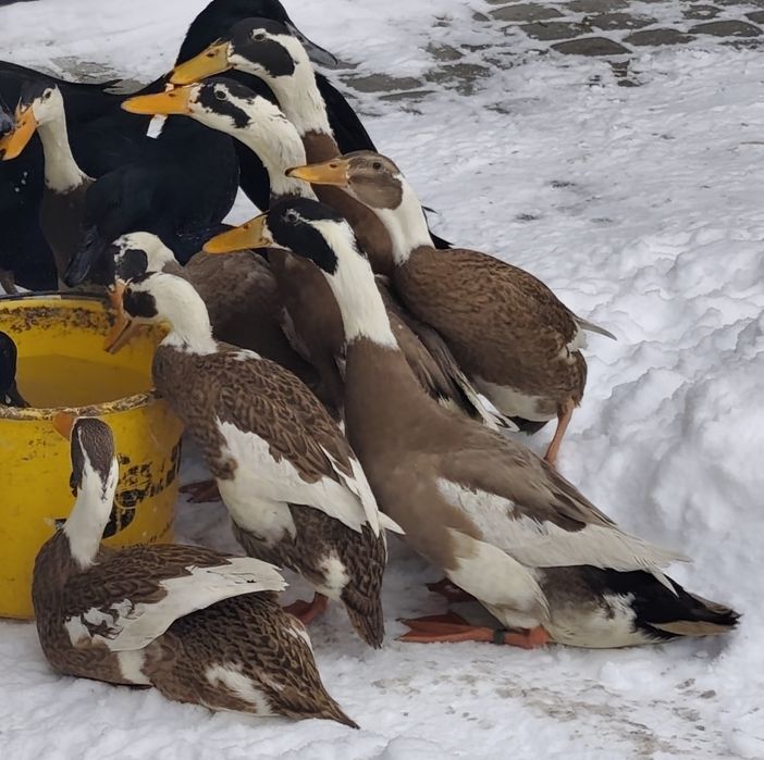 Kaczki biegusy indyjskie sarnie i cayuga