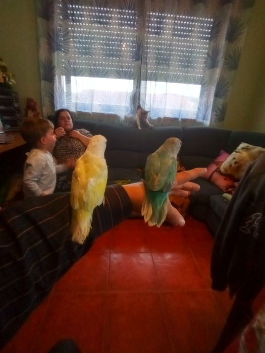 Agaponis domésticado