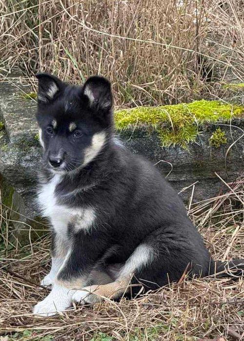 Цуценята в добрі руки