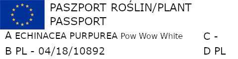 JEŻÓWKA Pow Wow White Echinacea - sadzonki w doniczkach