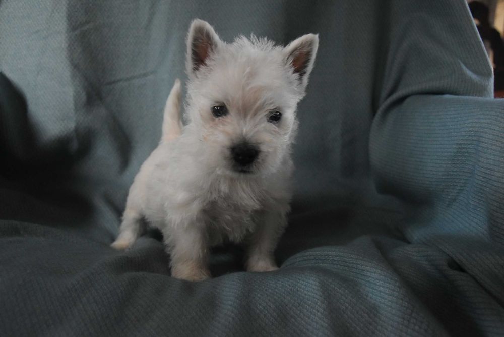 west highland white terrier dziewczynka
