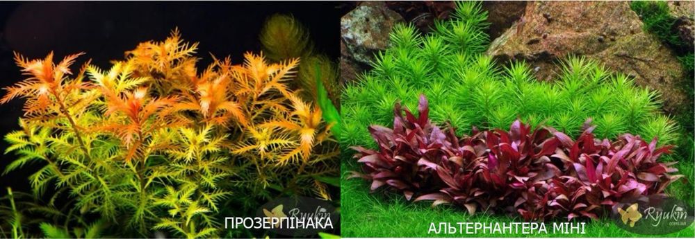 Акваріумні рослини