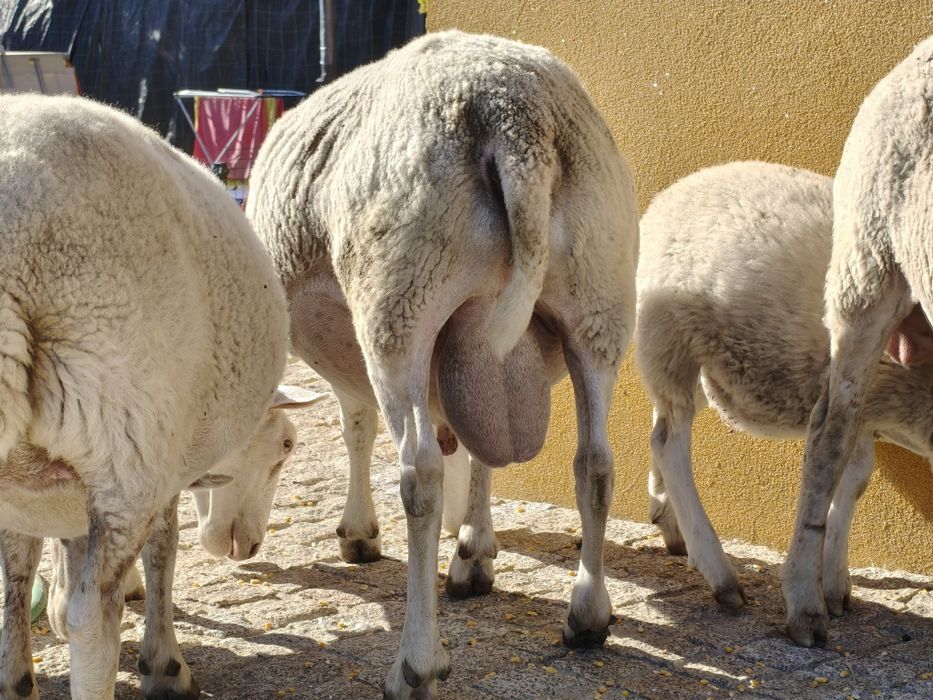 Casal de borregos