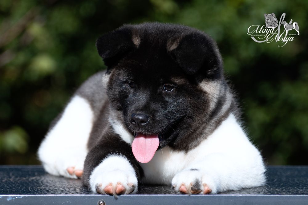 Американська акіта/ американская акита / american akita